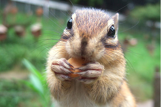 町田リス園 公式hp Machida Squirrel Garden